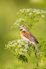 Dickcissel male on Poison Hemlock-Marion County-Illinois Art Print
